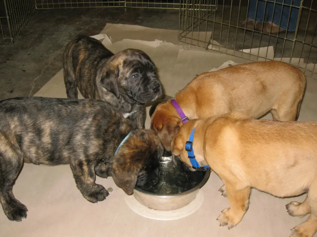 Cute Bull Mastiif Puppies For Sale Now
